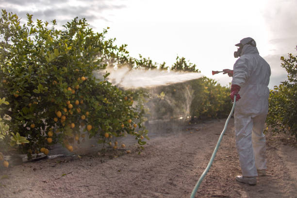 Best Bed Bug Extermination  in Forest View, IL