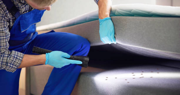 Wasp Removal Services in Forest View, IL