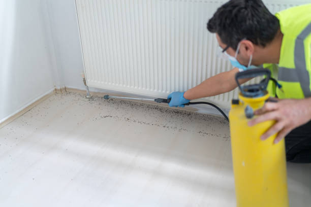 Best Rat Extermination Near Me  in Forest View, IL