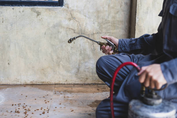 Best Local Pest Control Services  in Forest View, IL